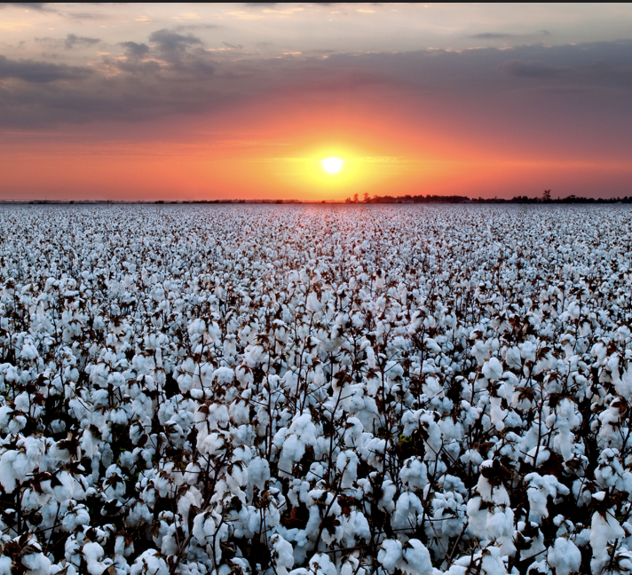 Хлопок (мақта)