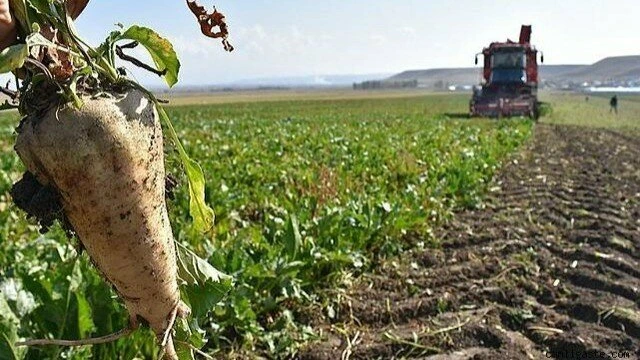 Сахарная свекла